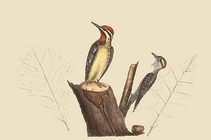 Yellow Bellied Woodpecker by Mark Catesby