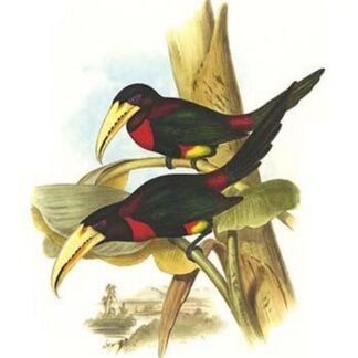 Yellow Billed Aracari by John Gould