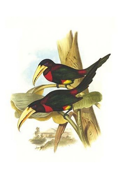 Yellow Billed Aracari by John Gould