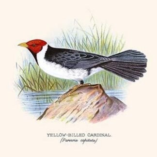 Yellow Billed Cardinal