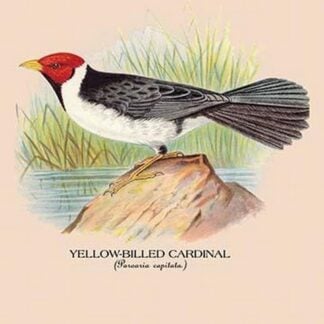 Yellow-Billed Cardinal by Arthur Gardiner Butler