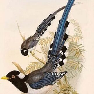 Yellow Billed Magpie by John Gould