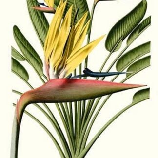 Yellow Bird of Paradise - Mandela's Gold by Louis Benoit Van Houtte