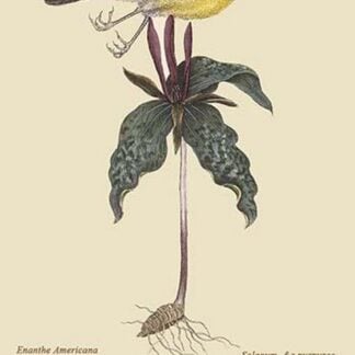 Yellow Breasted Chat by Mark Catesby #2