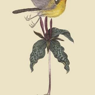 Yellow-Breasted Chat by Mark Catesby