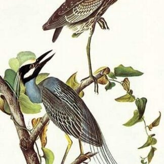 Yellow Crowned Night Heron & Little Blue Heron by John James Audubon