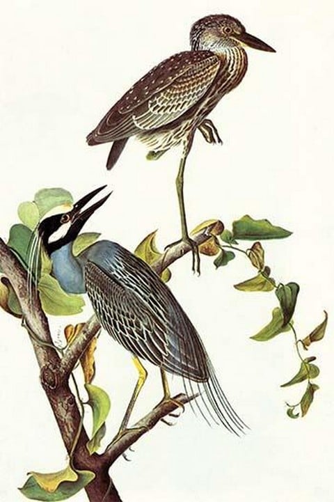 Yellow Crowned Night Heron & Little Blue Heron by John James Audubon
