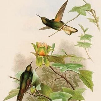 Yellow Fronted Panoplite Hummingbird by John Gould