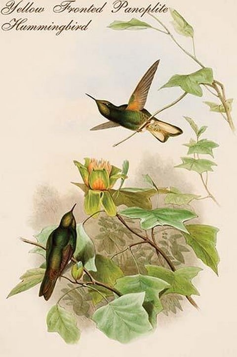 Yellow Fronted Panoplite Hummingbird by John Gould