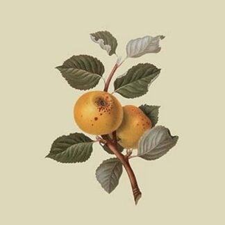 Yellow Ingestrie Pippin - Apple by William Hooker #2