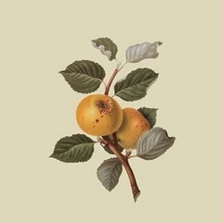 Yellow Ingestrie Pippin - Apple by William Hooker