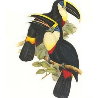 Yellow Ridged Toucan by John Gould