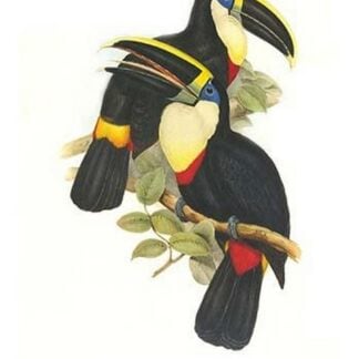 Yellow Ridged Toucan by John Gould