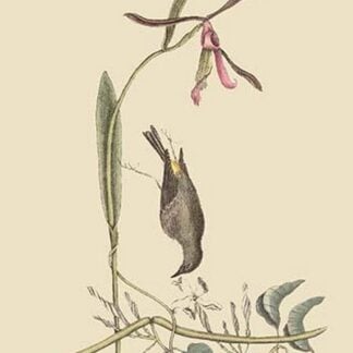 Yellow Rump by Mark Catesby