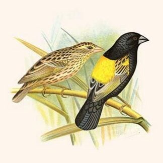 Yellow Shouldered Weaver by Frederick William Frohawk