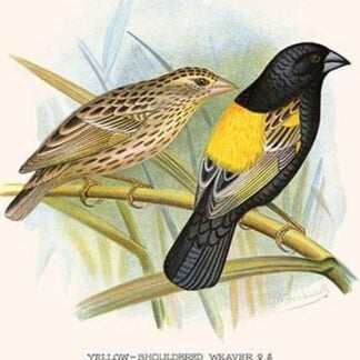 Yellow Shouldered Weaver by Frederick William Frohawk