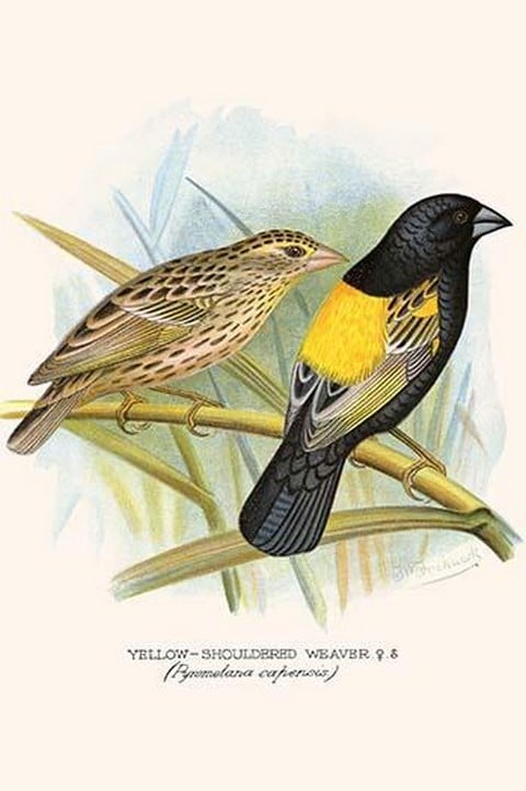 Yellow Shouldered Weaver by Frederick William Frohawk