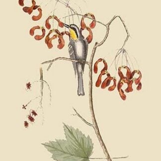 Yellow Throated Creeper by Mark Catesby