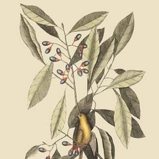 Yellow Titmouse by Mark Catesby