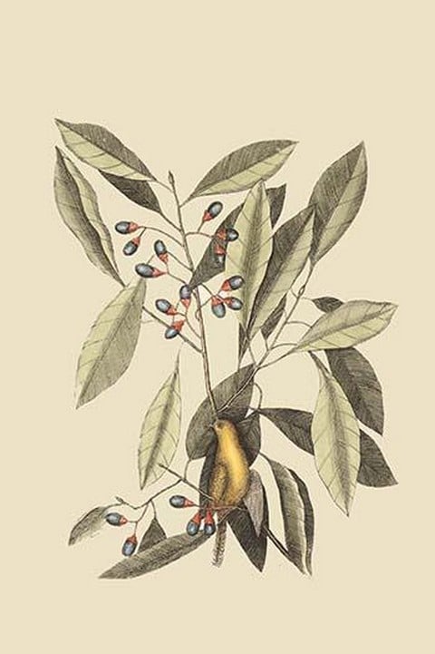 Yellow Titmouse by Mark Catesby