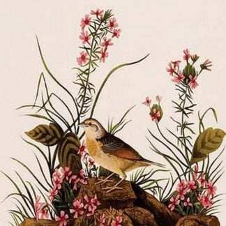 Yellow Winged Sparrow by John James Audubon