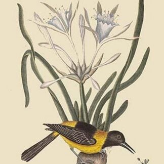 Yellow or Black Pie by Mark Catesby