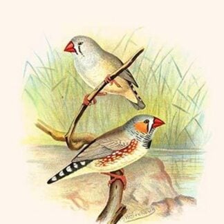 Zebra Finch by Frederick William Frohawk