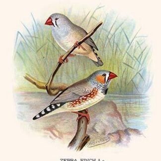 Zebra Finch by Frederick William Frohawk with Title