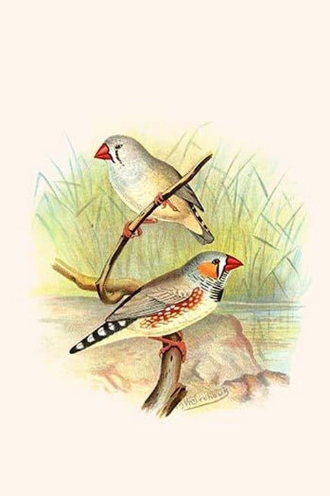 Zebra Finch by Frederick William Frohawk
