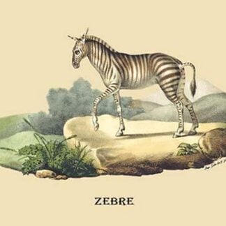 Zebre (Zebra) by E. F. Noel
