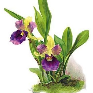 Zygopetalum Discolor Atrocoeruleum by Henry George Moon